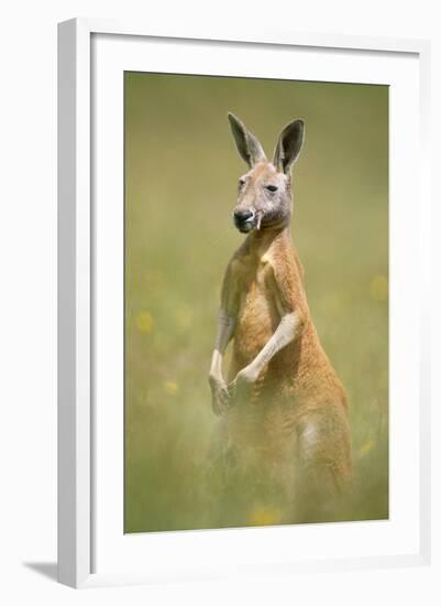 Red Kangaroo-null-Framed Photographic Print