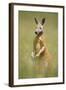 Red Kangaroo-null-Framed Photographic Print