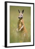 Red Kangaroo-null-Framed Photographic Print