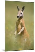 Red Kangaroo-null-Mounted Photographic Print