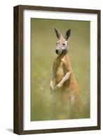 Red Kangaroo-null-Framed Photographic Print