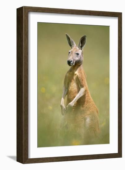 Red Kangaroo-null-Framed Photographic Print