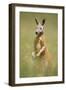 Red Kangaroo-null-Framed Photographic Print