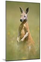 Red Kangaroo-null-Mounted Photographic Print
