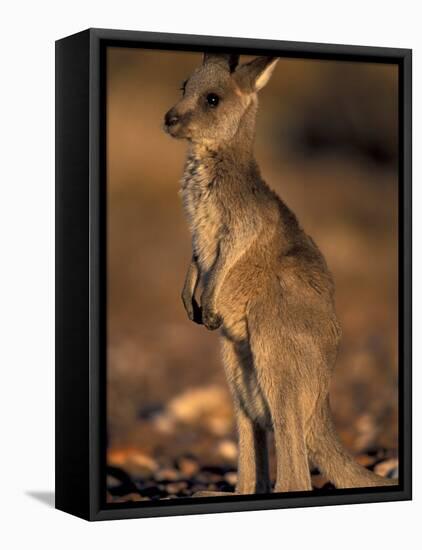 Red Kangaroos Joey, New South Wales, Australia-Theo Allofs-Framed Stretched Canvas