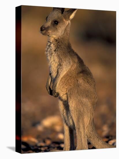 Red Kangaroos Joey, New South Wales, Australia-Theo Allofs-Stretched Canvas