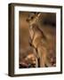 Red Kangaroos Joey, New South Wales, Australia-Theo Allofs-Framed Photographic Print