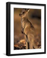 Red Kangaroos Joey, New South Wales, Australia-Theo Allofs-Framed Photographic Print