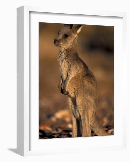 Red Kangaroos Joey, New South Wales, Australia-Theo Allofs-Framed Photographic Print