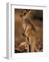 Red Kangaroos Joey, New South Wales, Australia-Theo Allofs-Framed Photographic Print