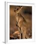 Red Kangaroos Joey, New South Wales, Australia-Theo Allofs-Framed Photographic Print