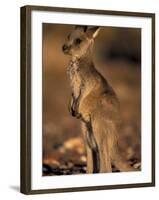 Red Kangaroos Joey, New South Wales, Australia-Theo Allofs-Framed Photographic Print