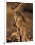 Red Kangaroos Joey, New South Wales, Australia-Theo Allofs-Framed Photographic Print