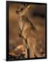 Red Kangaroos Joey, New South Wales, Australia-Theo Allofs-Framed Photographic Print