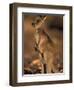 Red Kangaroos Joey, New South Wales, Australia-Theo Allofs-Framed Premium Photographic Print