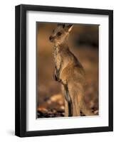 Red Kangaroos Joey, New South Wales, Australia-Theo Allofs-Framed Premium Photographic Print