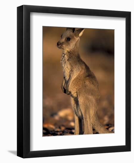 Red Kangaroos Joey, New South Wales, Australia-Theo Allofs-Framed Premium Photographic Print