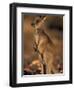 Red Kangaroos Joey, New South Wales, Australia-Theo Allofs-Framed Premium Photographic Print