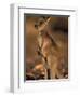 Red Kangaroos Joey, New South Wales, Australia-Theo Allofs-Framed Premium Photographic Print