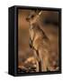 Red Kangaroos Joey, New South Wales, Australia-Theo Allofs-Framed Stretched Canvas