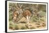 Red Kangaroos-null-Framed Stretched Canvas