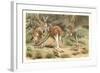 Red Kangaroos-null-Framed Art Print