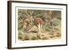 Red Kangaroos-null-Framed Art Print