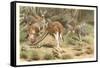 Red Kangaroos-null-Framed Stretched Canvas