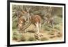 Red Kangaroos-null-Framed Art Print