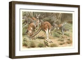 Red Kangaroos-null-Framed Art Print