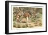 Red Kangaroos-null-Framed Art Print