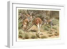 Red Kangaroos-null-Framed Art Print