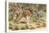 Red Kangaroos-null-Stretched Canvas