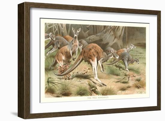 Red Kangaroos-null-Framed Premium Giclee Print
