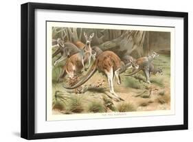 Red Kangaroos-null-Framed Premium Giclee Print