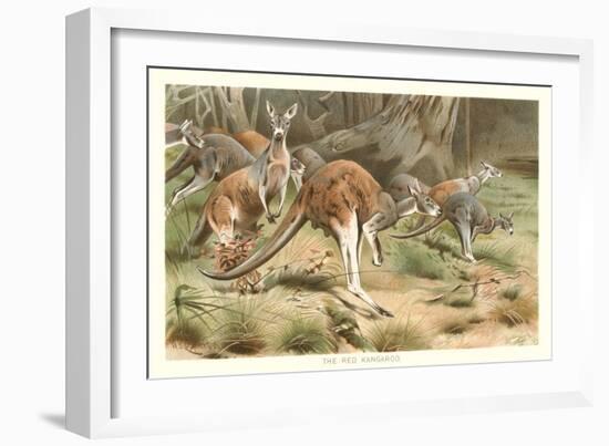 Red Kangaroos-null-Framed Premium Giclee Print