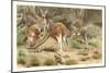 Red Kangaroos-null-Mounted Premium Giclee Print