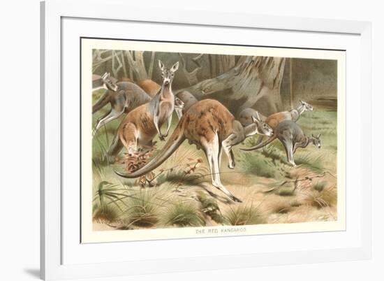 Red Kangaroos-null-Framed Art Print