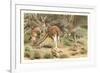 Red Kangaroos-null-Framed Art Print