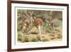 Red Kangaroos-null-Framed Art Print