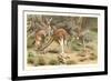 Red Kangaroos-null-Framed Art Print