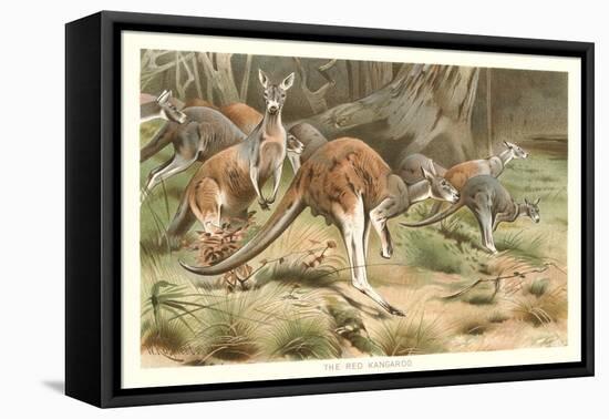 Red Kangaroos-null-Framed Stretched Canvas