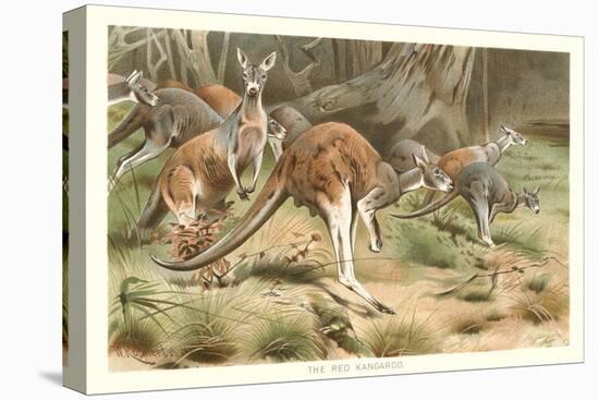 Red Kangaroos-null-Stretched Canvas
