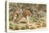 Red Kangaroos-null-Stretched Canvas