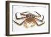 Red King Crab-David Nunuk-Framed Photographic Print