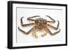 Red King Crab-David Nunuk-Framed Photographic Print