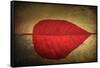 Red Kiss-Philippe Sainte-Laudy-Framed Stretched Canvas