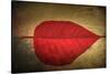 Red Kiss-Philippe Sainte-Laudy-Stretched Canvas