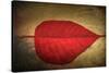 Red Kiss-Philippe Sainte-Laudy-Stretched Canvas