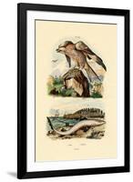 Red Kite, 1833-39-null-Framed Giclee Print